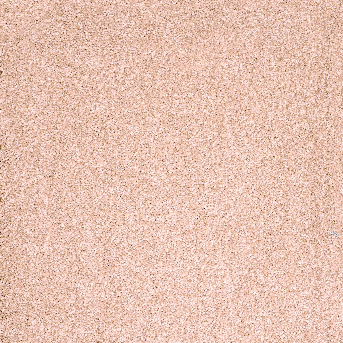 Darius 04 - Oatmeal macro shot