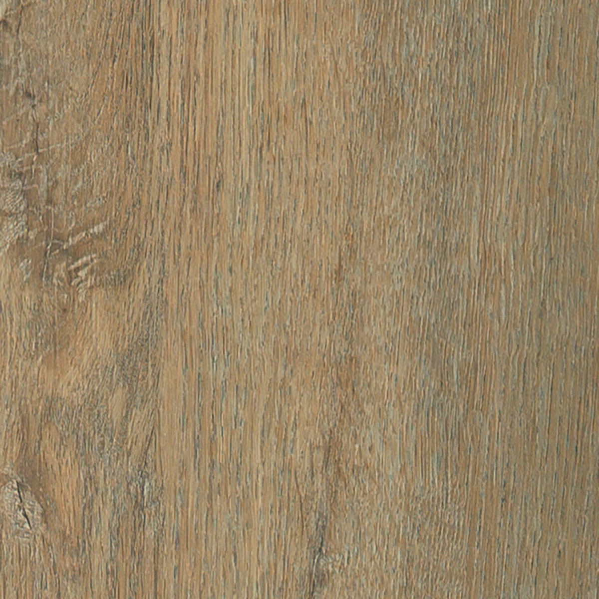 Cabin Oak - Windermere macro shot