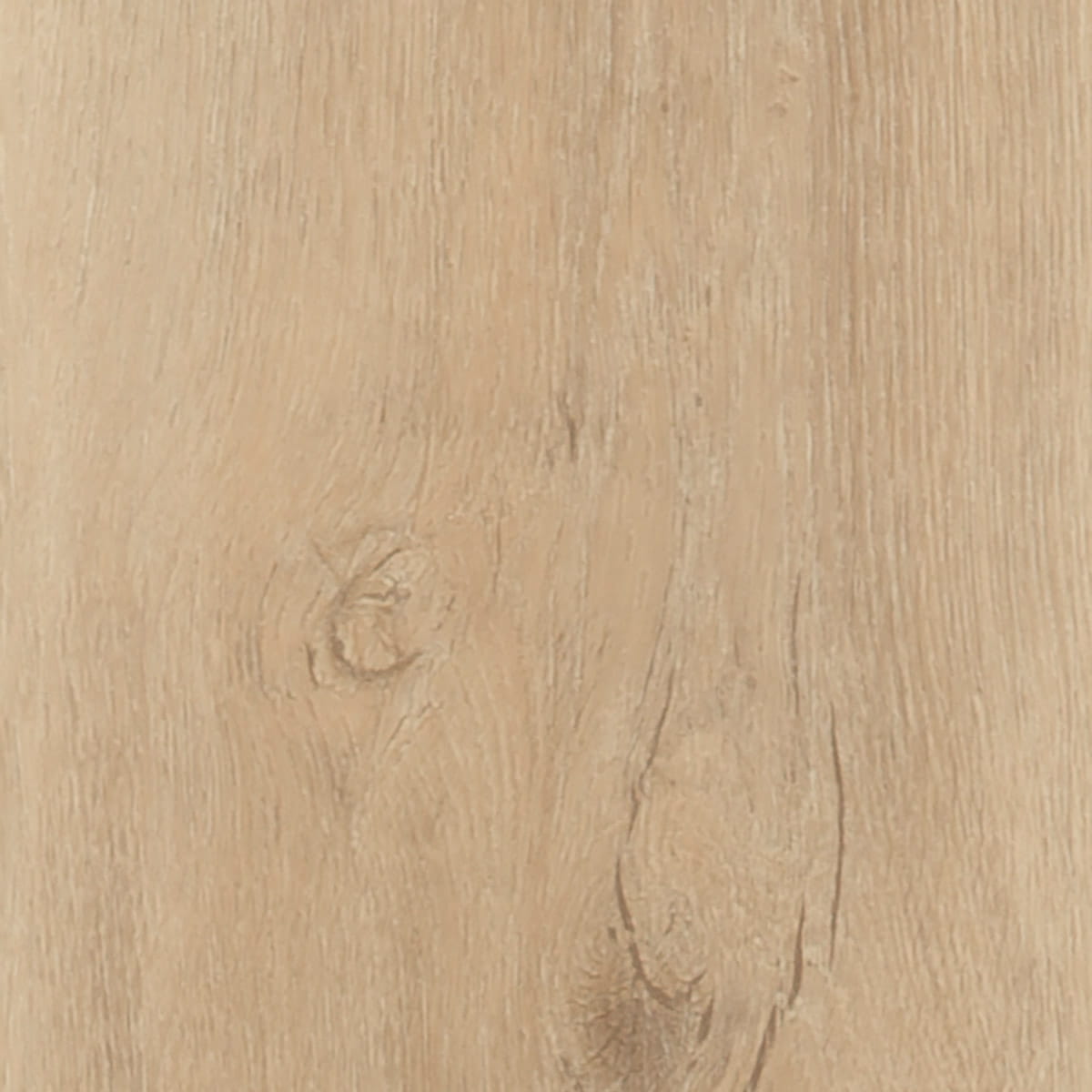 Majestic Oak - Sierra