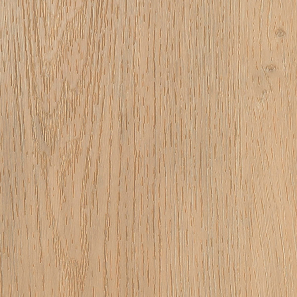 Majestic Oak - Sierra macro shot