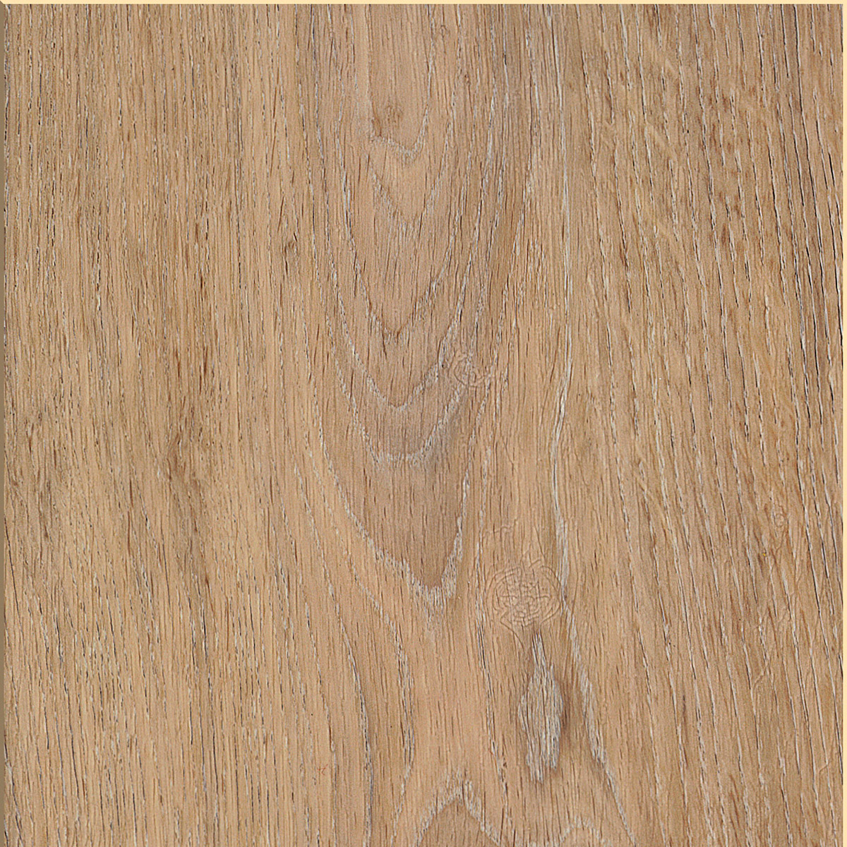 Silk Oak - Oat macro shot